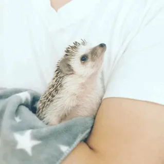 🦔 egel, schattig, dier, huisdier, klein, stekelig, grijze deken, sterren telegram sticker