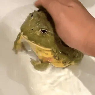 😤 frog, animal, pet, amphibian, cute telegram sticker