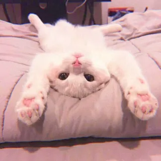 🌷 แมว, แมวขาว, น่ารัก, สัตว์, สัตว์เลี้ยง, ลูกแมว, ตลก telegram sticker