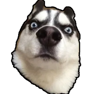 🤭 Husky dog telegram sticker