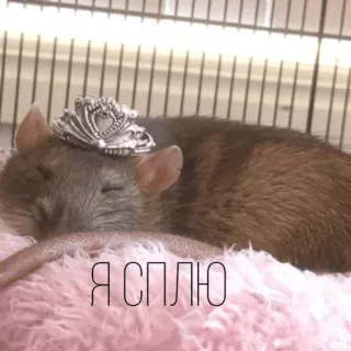 😴 Я СПЛЮ rat, dormir, couronne, animal, mignon telegram sticker