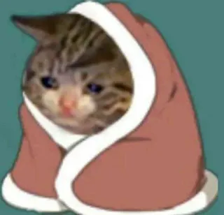 🎥 cat, sad, meme, cute, animal, kitten telegram sticker