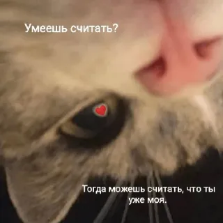 😏 Умеешь считать?
Тогда можешь считать, что ты уже моя. แมว, รัก, หัวใจ, รัสเซีย, ข้อความ, สัตว์, สัตว์เลี้ยง telegram sticker