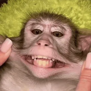 😁 macaco, animal, primata, mamífero, engraçado, fofo whatsapp sticker