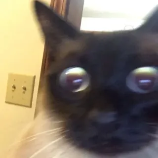 😯 cat, animal, siamese, pet, domestic cat, close up telegram sticker