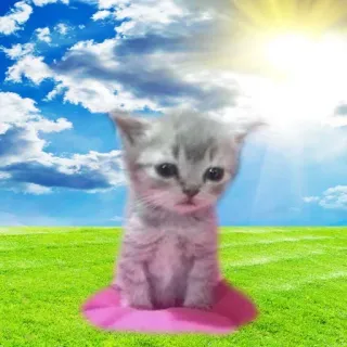 😟 kociak, kot, słodki, zwierzę, zwierzak, trawa, niebo telegram sticker