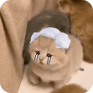 🌟 telegram sticker