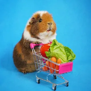🛒 guinea pig, shopping cart, vegetables, cute, pet, animal, groceries telegram sticker