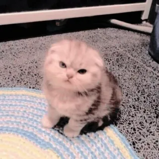 🐱 anak kucing, kucing, imut, hewan peliharaan, hewan, kucing domestik, felin whatsapp sticker