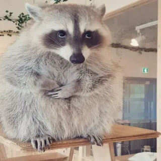 😇 енот, животное, млекопитающее, дикая природа, милый, пушистый telegram sticker