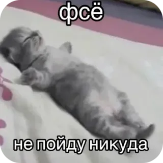 🥱 фсё
не пойду никуда кот, спит, уставший, русский, животное telegram sticker