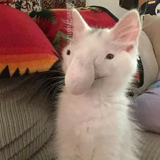 🎥 cat, animal, white, pet, ears, funny telegram sticker