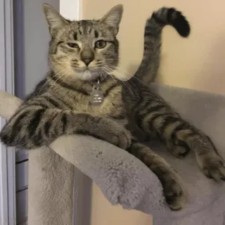 🤔 chat, félin, animal, animal de compagnie, chat domestique, chat tigré, chat rayé telegram sticker