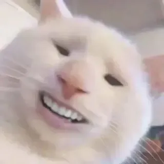 🐈 chat, dents, drôle, mème, animal whatsapp sticker