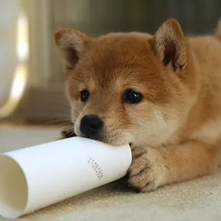 😢 210628032 Hund, Welpe, Shiba Inu, süß, Tier, Haustier, verspielt, Doge telegram sticker