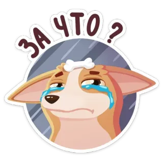 😢 ЗА ЧТО? cão, triste, chorando, osso, pergunta telegram sticker