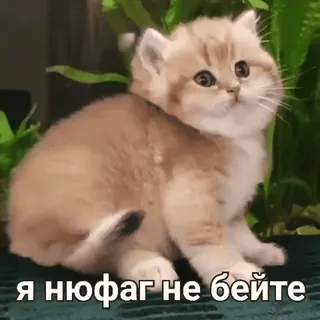 👶 Я нюфаг не бейте котёнок, кошка, милый, мем, новичок, русский whatsapp sticker