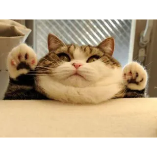 🙌 gato, animal, lindo, patas telegram sticker