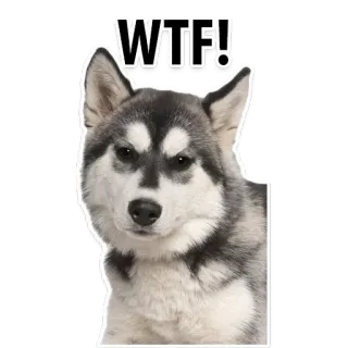 😞 WTF! dog, husky, wtf, funny, meme telegram sticker