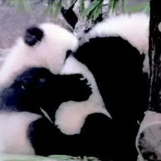 🥺 gấu trúc, gấu trúc con, dễ thương, động vật, động vật hoang dã telegram sticker