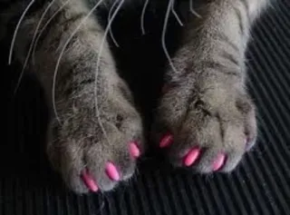 💅 cat, paws, claws, pet, animal, pink, cute, domestic telegram sticker