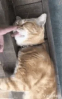 🥺 cat, pet, animal, finger, tickle, cute, orange cat telegram sticker