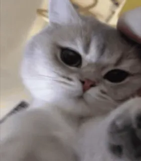 😘 猫, 动物, 宠物, 可爱, 小猫 whatsapp sticker