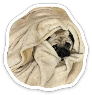 🥺 dog, pug, blanket, cute, animal, pet telegram sticker