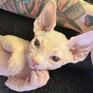 😌 gatto, sphynx, senza pelo, gattino, animale domestico telegram sticker