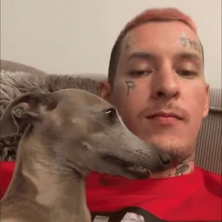 ❤ uomo, cane, levriero, animale domestico, tatuaggio, ritratto, animale telegram sticker