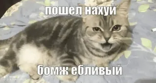 😍 пошел нахуй
бомж ебливый gatto, offensivo, arrabbiato, insulto, russo telegram sticker