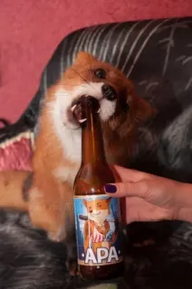 🍺 APA telegram sticker