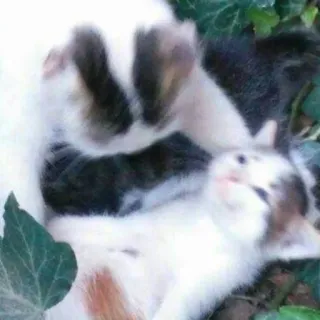 💓 gatto, gattino, animali, carino, animale domestico, animale domestico, felino telegram sticker