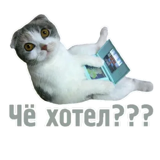 😕 ЧЁ|ХОТЕЛ??? gatto, gaming, russo, adesivo, animale telegram sticker