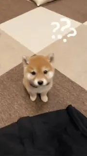❔ pies, shiba inu, szczeniak, znaki zapytania, zwierzę, zwierzak telegram sticker