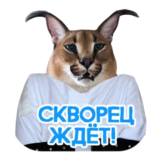 🦜 СКВОРЕЦ ЖДЁТ! karakal, kot, floppa, zwierzę, mem telegram sticker