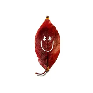 🍁 feuille, automne, nature, sourire, art, astérisques whatsapp sticker