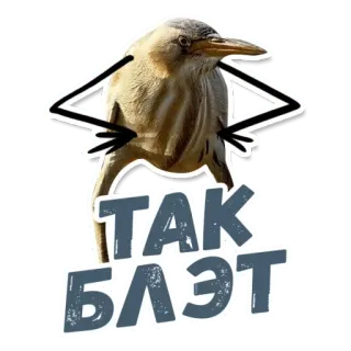 😎 TAK БЛЭТ bird, meme, tak blet, funny, animal, slang whatsapp sticker