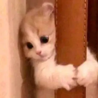 💓 gattino, carino, animale, gatto, adorabile, animale domestico telegram sticker