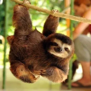 🙂 bradipo, animale, carino, albero, fauna selvatica, natura telegram sticker