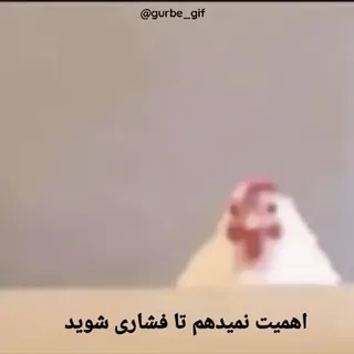 😂 اهمیت نمیدهم تا فشاری شوید pollo, meme, gracioso, animal, pájaro telegram sticker