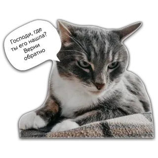 🙄 Господи, где ты его нашла? Верни обратно Katze, Tier, Sticker, Meme, lustig, Haustier, graue Katze telegram sticker