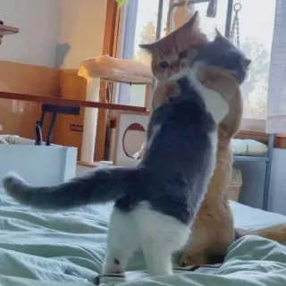 🐈 猫, 动物, 宠物, 猫咪抱抱, 友谊, 喜爱, 家畜 telegram sticker