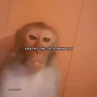 🌟 хватит пистеть мни тут ลิง, คำหยาบ, ตลก, สัตว์ whatsapp sticker