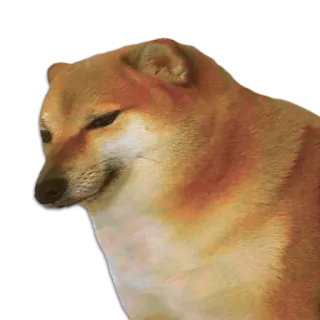 👀 Doge 犬, ミーム, チームス, 柴犬, 動物 telegram sticker