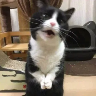 😰 chat, animal, drôle, mème, mignon, animal de compagnie, chaton telegram sticker