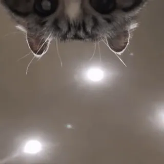 👀 猫, 子猫, 動物, ペット, 可愛い, 家畜 whatsapp sticker