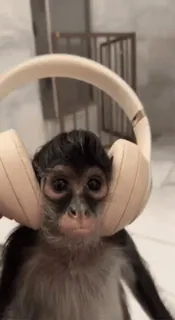 🌟 monkey, headphones, music, animal, cute, listening whatsapp sticker