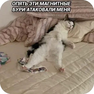 🫥 ОПЯТЬ ЭТИ МАГНИТНЫЕ БУРИ АТАКОВАЛИ МЕНЯ cat, tired, sleepy, magnetic storm, funny cat, lazy, resting, meme telegram sticker