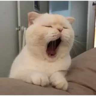 😴 кот, зевающий, животное, питомец, белый кот, милый telegram sticker